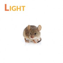 mouse-ligh-new