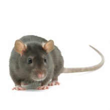 rat1